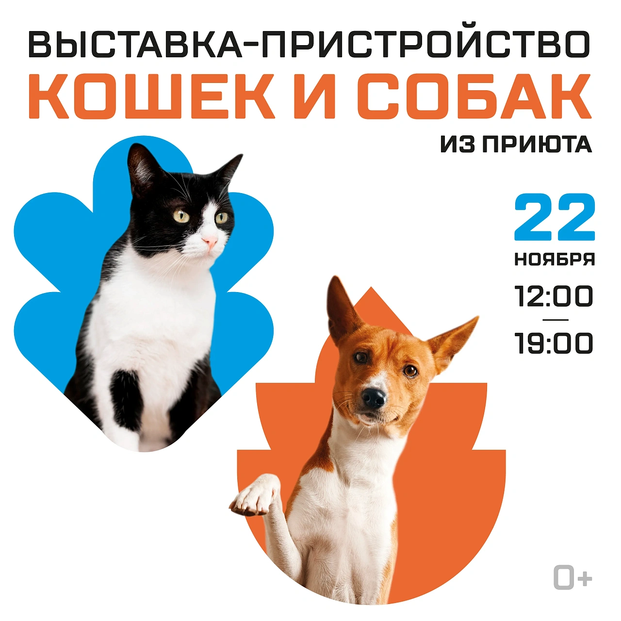 Выставка-пристройство кошек и собак